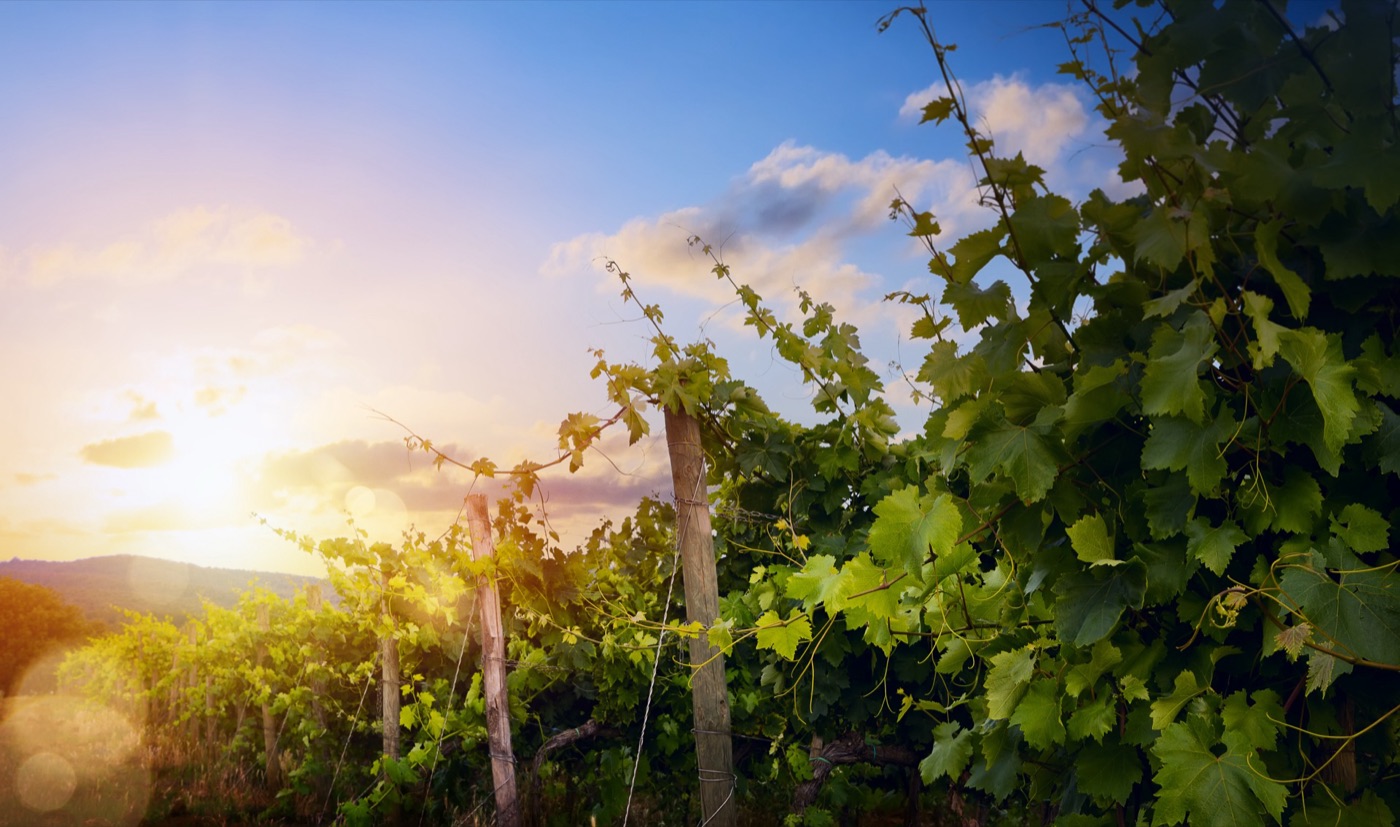 Weinberg im Abendlicht