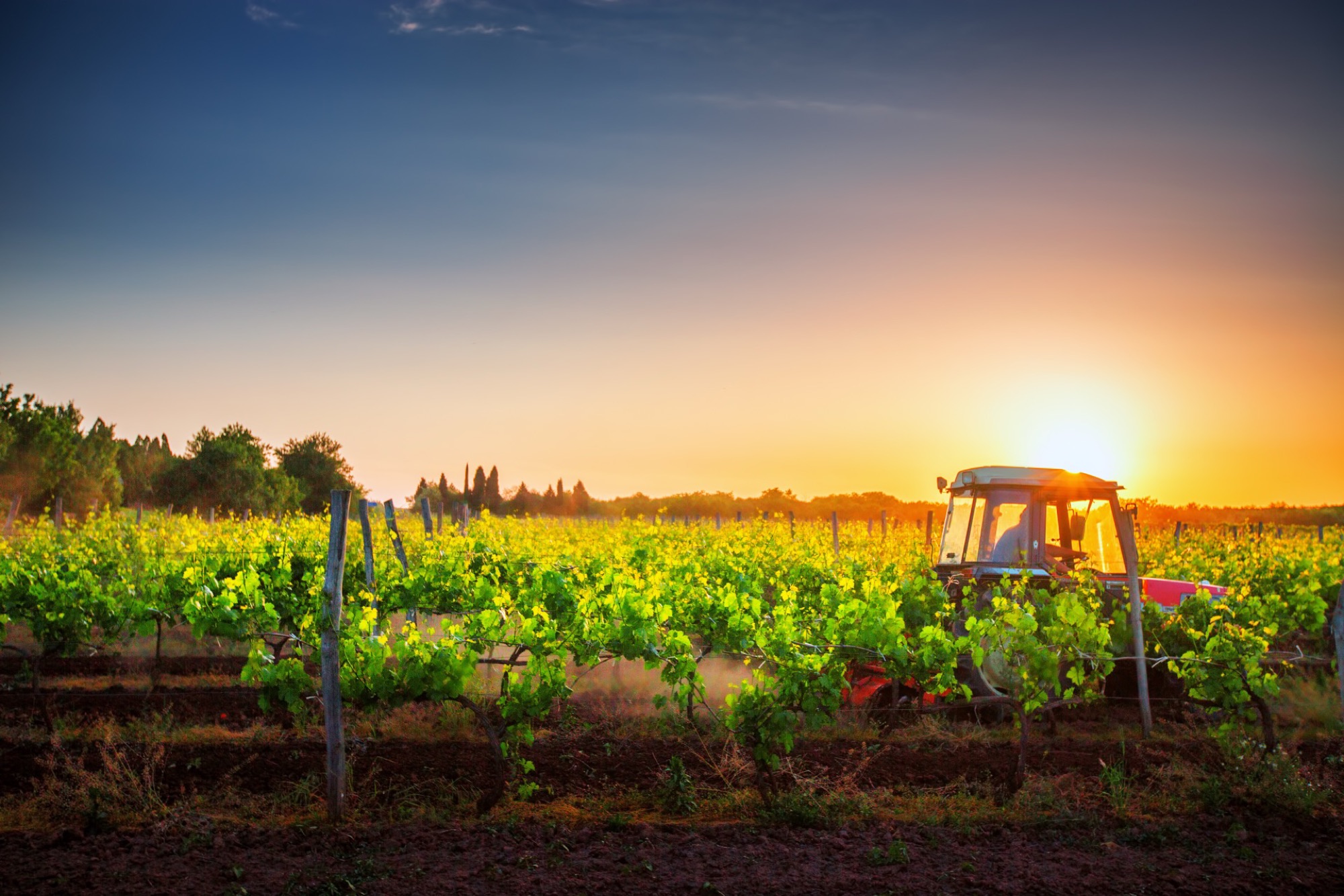 Weinberg im Abendlicht